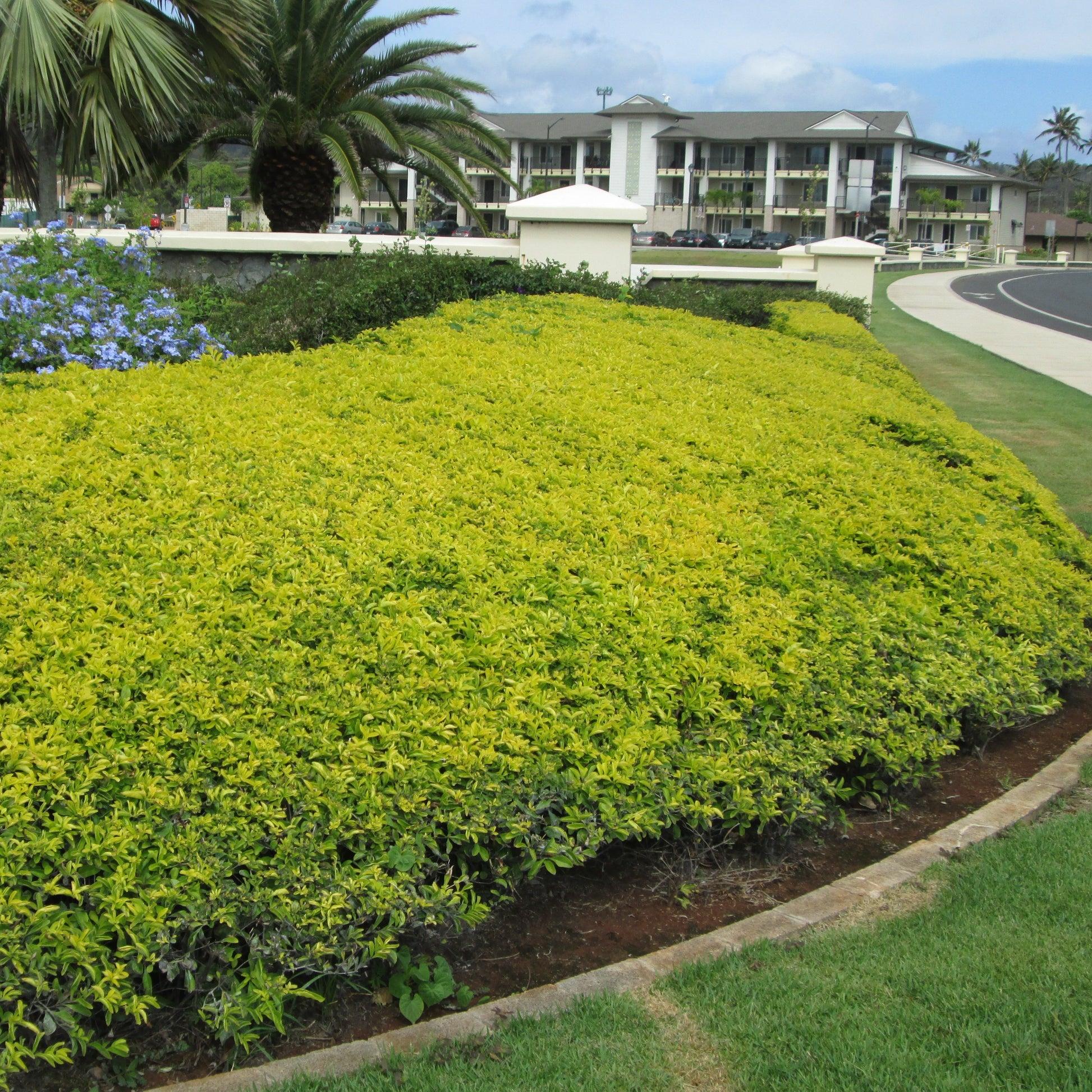 Golden Duranta
